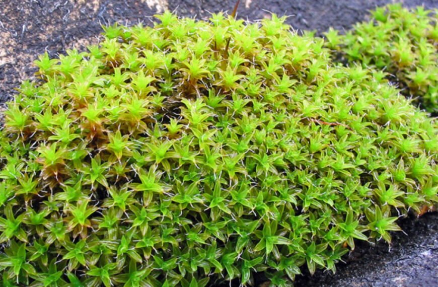 Китайские биологи нашли растение для&hellip;