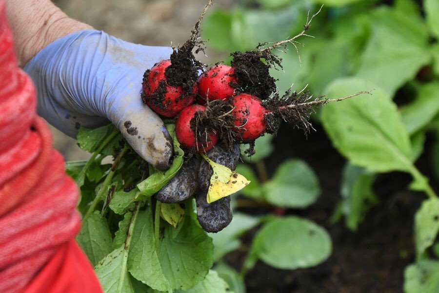 Агроном Рыбаков: на растущей Луне растения растут интенсивнее Агроном Рыбаков: на растущей Луне растения растут интенсивнее