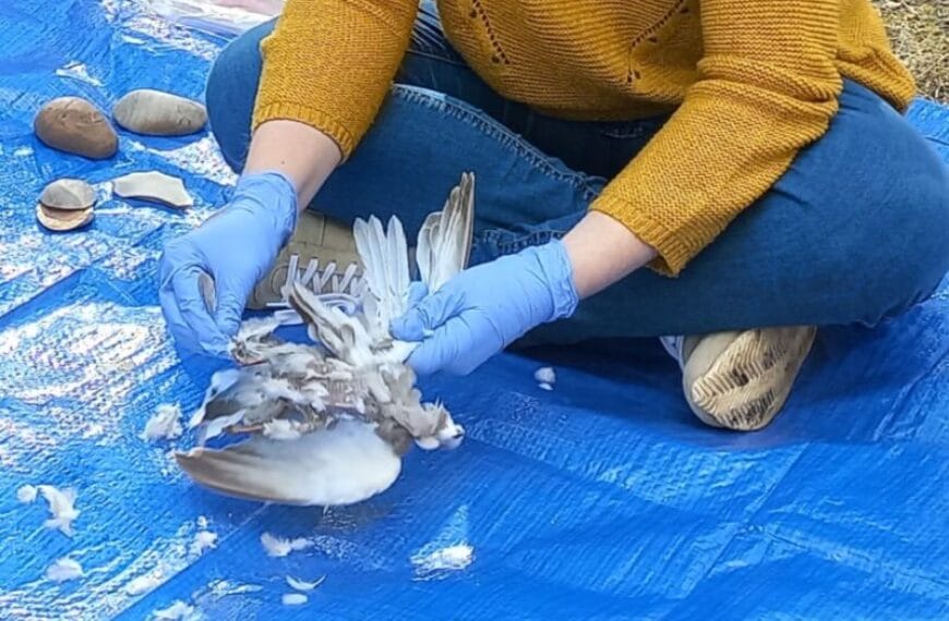 Хотите готовить как неандерталец? Археологи изучают секреты