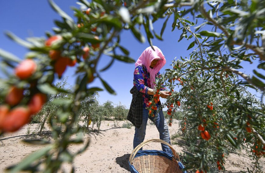 Агроном Рыбаков: на растущей Луне растения растут интенсивнее