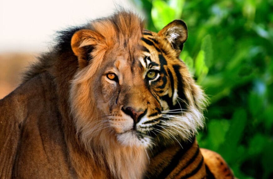 Гибриды между двумя видами могут&hellip;