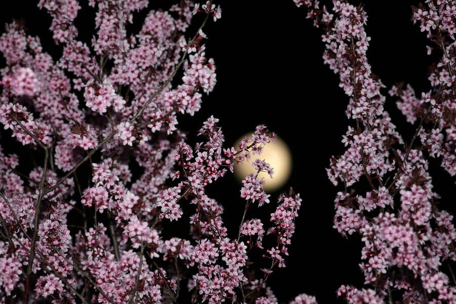 Агроном Рыбаков: на растущей Луне растения растут интенсивнее Агроном Рыбаков: на растущей Луне растения растут интенсивнее