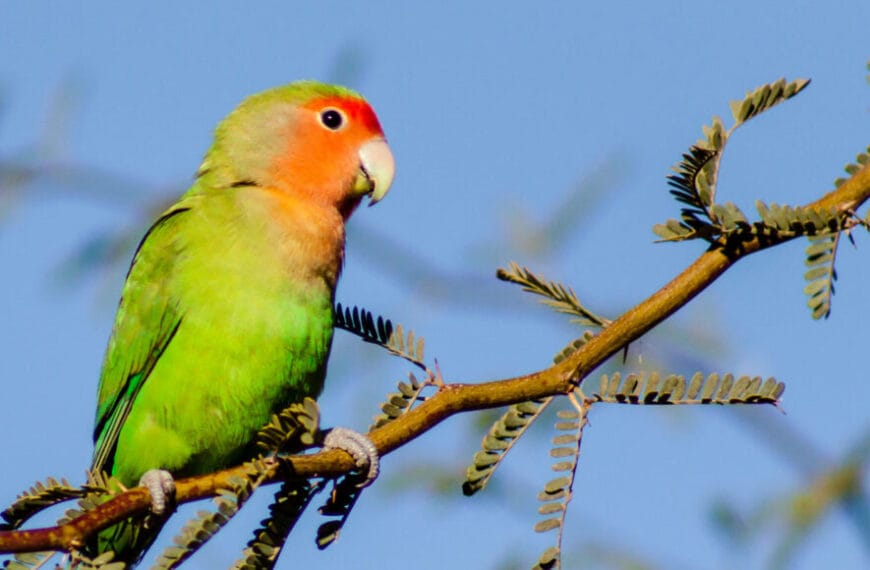 Ученые говорят: Клювообразование