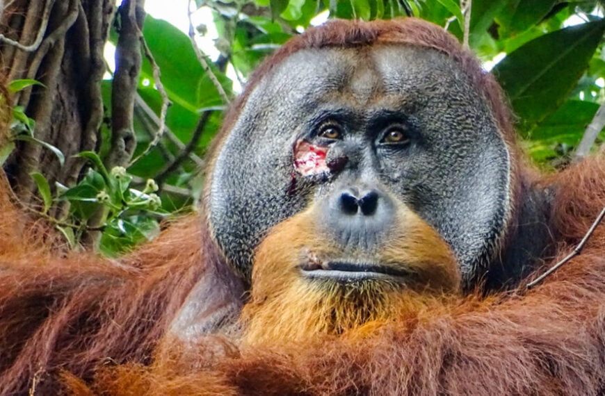 Дикая медицина! Орангутанг обработал свою рану местным растением