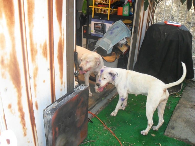 Тёплая будка с тамбуром для собаки Тёплая будка с тамбуром для собаки