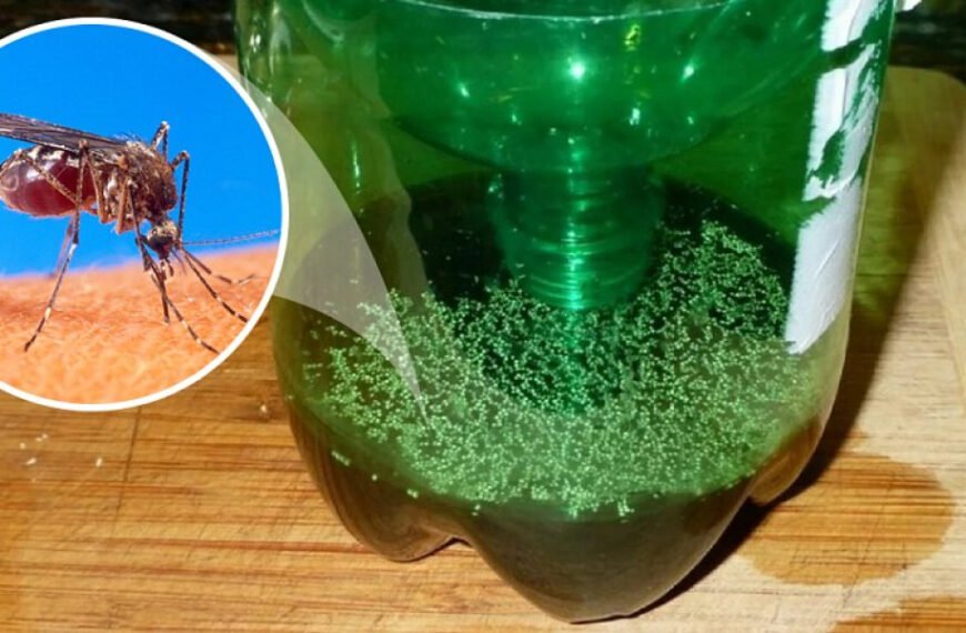 Эффективная ловушка для комаров из пластиковой бутылки