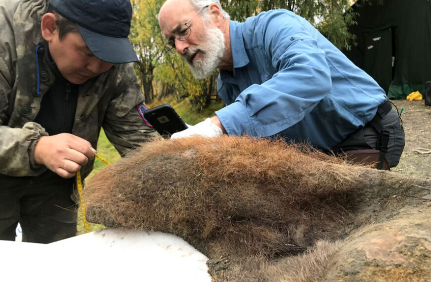 Сублимационная сушка превратила ДНК шерстистого&hellip;