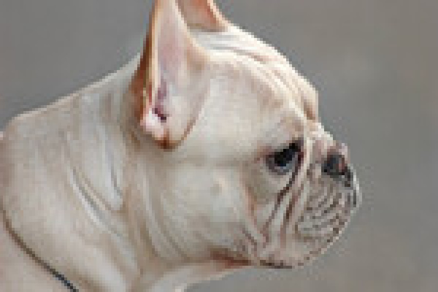 Революция в мобильной фотографии: обзор концептуального смартфона Realme Революция в мобильной фотографии: обзор концептуального смартфона Realme