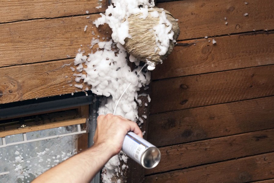 Почему появляются осы в квартире, доме, на даче, и как от них избавиться