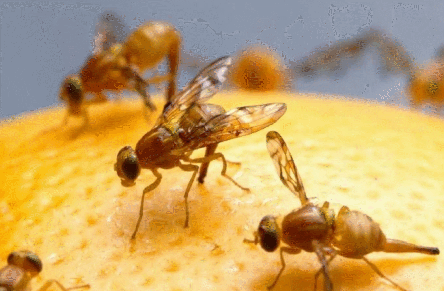 Как избавиться от мошек навсегда простым&hellip;