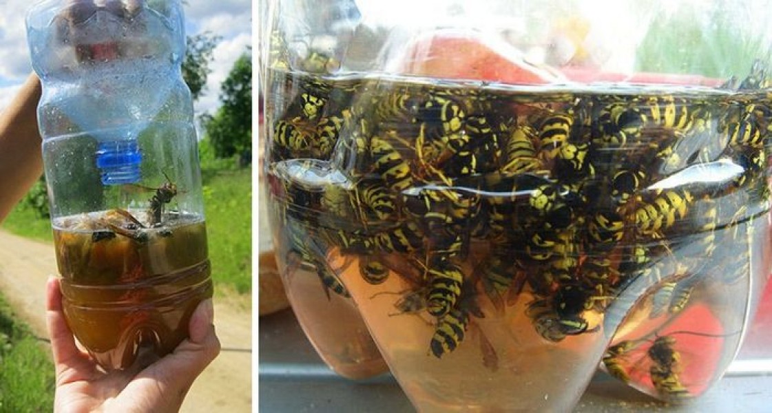 Почему появляются осы в квартире, доме, на даче, и как от них избавиться