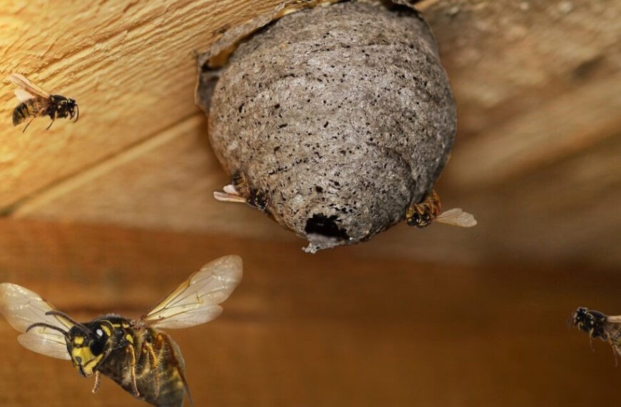 Почему появляются осы в квартире, доме,&hellip;