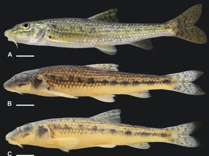 Обнаружен новый вид рыб в&hellip;