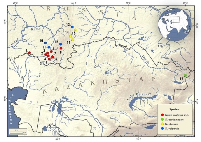 Обнаружен новый вид рыб в бассейне реки Урал
