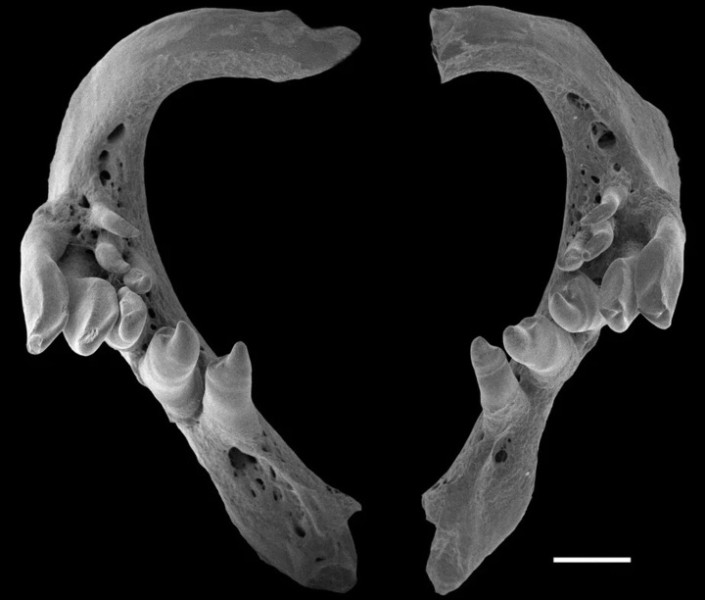 Обнаружен новый вид рыб в бассейне реки Урал