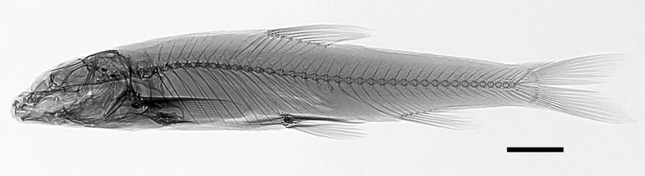 Обнаружен новый вид рыб в бассейне реки Урал