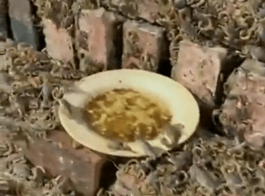 Бизнес идея - ферма по разведению скорпионов