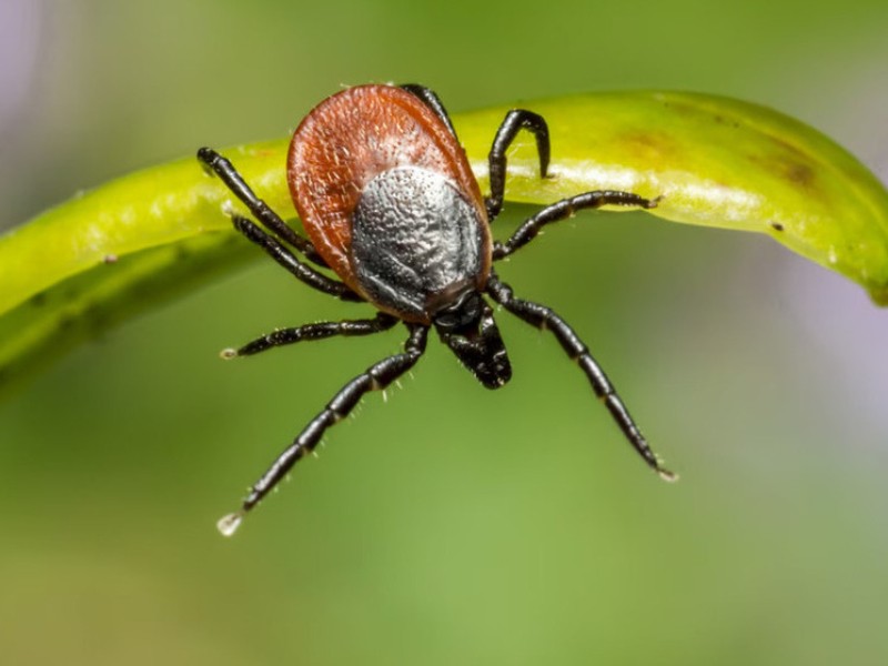Ученые выяснили тайный механизм нападения клещей: притягиваются электричеством