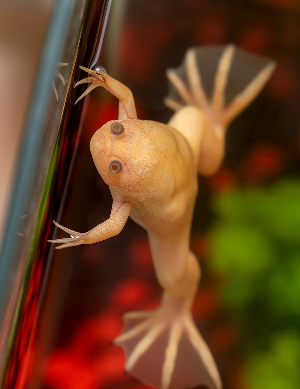 белая лягушка выглядывает из танка