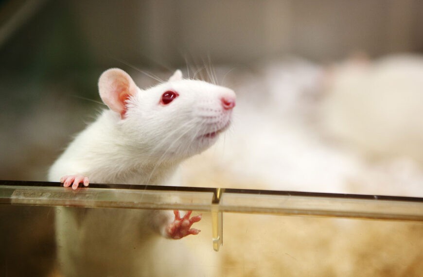 Исследования без лабораторных животных? Новые технологии делают это возможным
