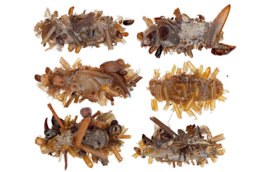 Гусеница-«собиратель костей» маскирует свою добычу