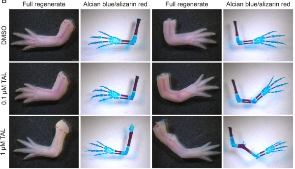 Различные регенерации конечностей аксолотля