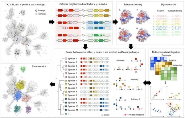 При классификации функции фермента важно учитывать различные типы доказательств (рис. 2 из статьи de Crecy, et al.) При классификации функции фермента важно учитывать различные типы доказательств (рис. 2 из статьи de Crecy, et al.)