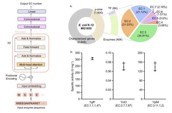 Показанная слева модель трансформера использовалась для прогнозирования шифров КФ для неспециализированных ферментов E. coli. Три из них были протестированы in vitro (рис. 1a и рис. 4 из статьи Kim, et al.) Показанная слева модель трансформера использовалась для прогнозирования шифров КФ для неспециализированных ферментов E. coli. Три из них были протестированы in vitro (рис. 1a и рис. 4 из статьи Kim, et al.)