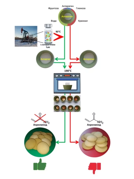 Безопасный выход из вкусной ловушки: фермент из сибирского микроорганизма может снизить вред выпечки и жареной пищи
