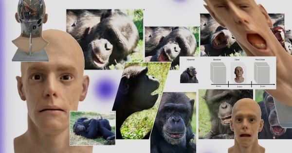 Шимпанзе заразились зевотой от головы андроида. И даже прилегли подремать 2 9ec9c269609cf3bfb0d405e108ff4a63.jpg