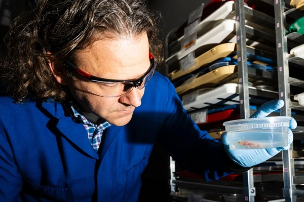 Исследователь держит аксолотля в контейнере.