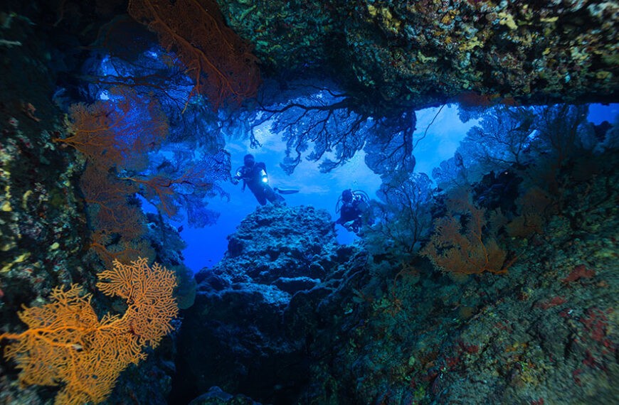 В новых океанских заповедниках обитают молодые кораллы, которые даже спасаются от опасности