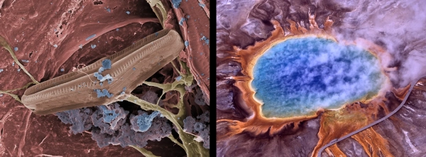 Слева: Синие скопления термофильных бактерий растут на диатомовых водорослях. Справа: Сверху: Гранд Призматик Спринг в Йеллоустонском национальном парке — ярко-голубое и бирюзовое озеро, испускающее пар и окруженное оранжевой береговой линией.