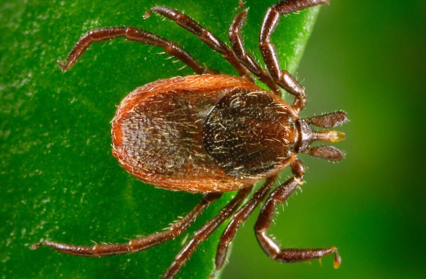 Три вида клещей в США&hellip;