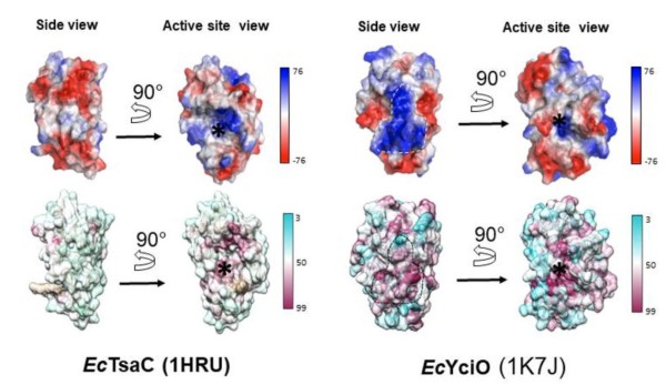 Два фермента с общим эволюционным предком, но с разными функциями (рис. 7 из статьи de Crecy, et al.) Два фермента с общим эволюционным предком, но с разными функциями (рис. 7 из статьи de Crecy, et al.)