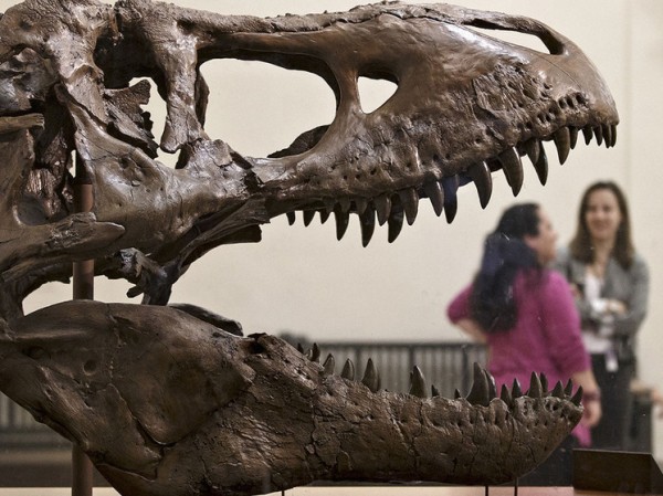 Доисторический «принц-дракон» перекроил генеалогическое древо&hellip;