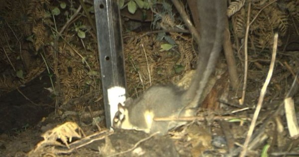 Австралийцы отыскали новую популяцию вымирающих беличьих кускусов. На ее существование указали семь снимков с камеры-ловушки 1 f1724437875e61f2c75007702cd5c904.jpg