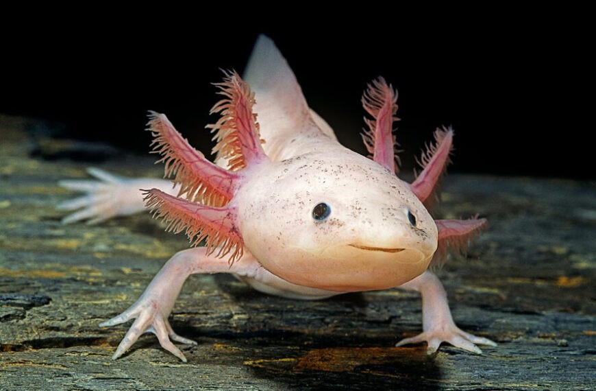 Разведение аксолотлей в неволе может&hellip;