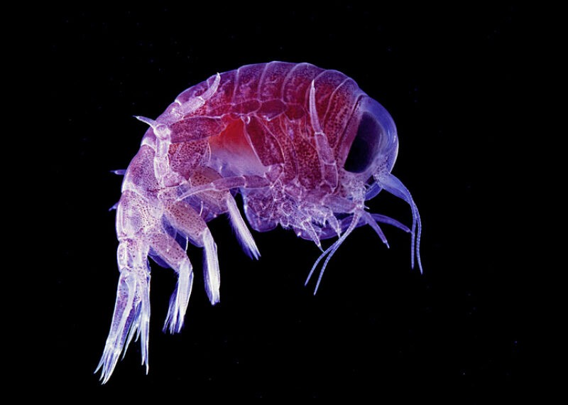 Ученые выяснили, почему байкальские высшие&hellip;