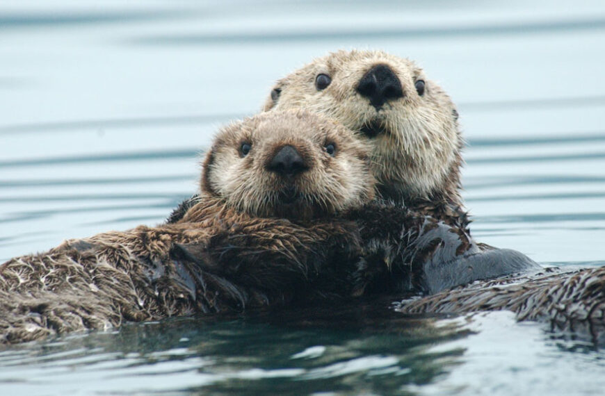 Нутрия, приготовленная в Эль-фрио, находится&hellip;