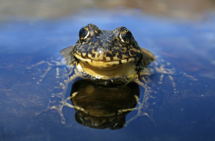 Проанализируйте это: переселение лягушек в&hellip;