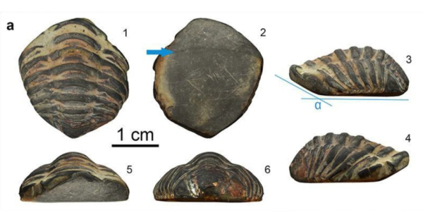 На римском памятнике впервые нашли артефакт из ископаемого трилобита. Окаменелость обнаружили на северо-западе Испании 6 1237fcbbead00a305ee0aae7fb79d657.jpg