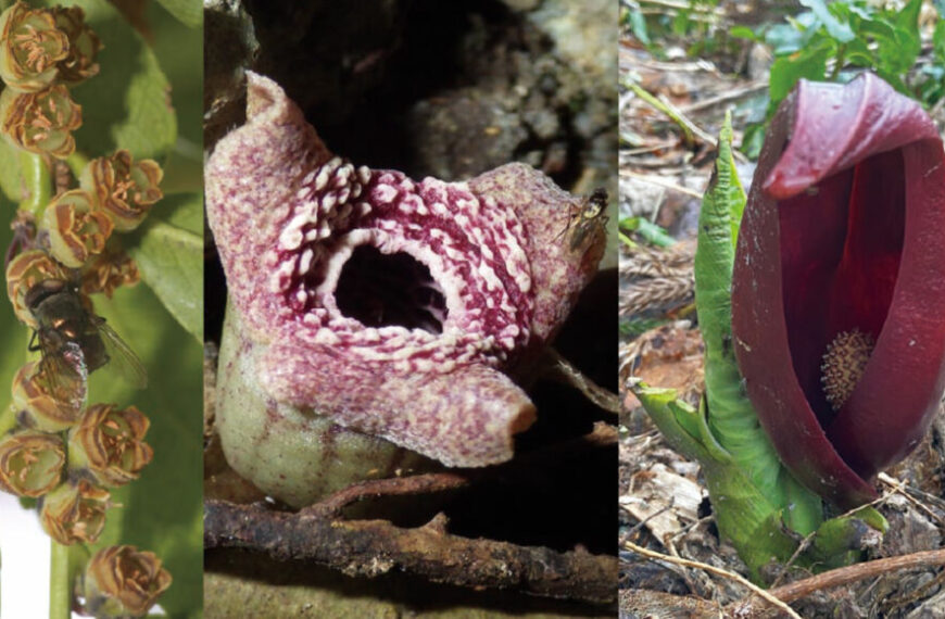 Генетический трюк заставляет эти вонючие&hellip;