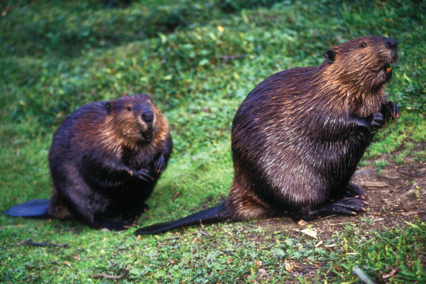 Любовницы птиц и вросшие в&nbsp;тело самцы: существует ли верность в&nbsp;животном мире?