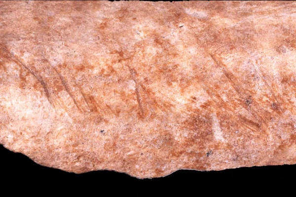 Приготовление пищи неандертальцами. Образцы из Амуда, на которых отчётливо видны следы разрезов.