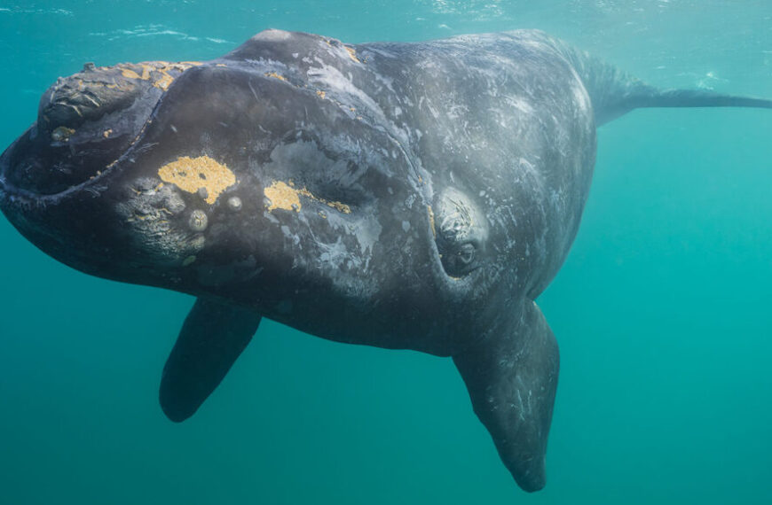 Китовая моча — это дар&hellip;