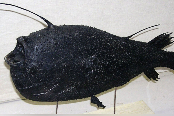 Любовницы птиц и вросшие в&nbsp;тело самцы: существует ли верность в&nbsp;животном мире?