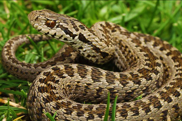 Гадюки, гюрза, щитомордник и тигровый уж: 5 самых опасных змей России Гадюки, гюрза, щитомордник и тигровый уж: 5 самых опасных змей России