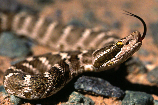 Гадюки, гюрза, щитомордник и тигровый уж: 5 самых опасных змей России Гадюки, гюрза, щитомордник и тигровый уж: 5 самых опасных змей России