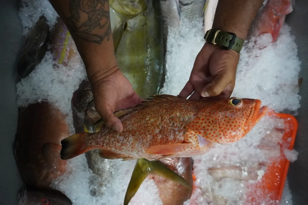 На Карибском побережье Мексики туристам предлагают лобстеров, а всем остальным — микропластик 3 микропластикос